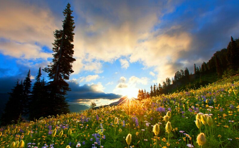 Wildflower Meadow at Sunrise — Blue