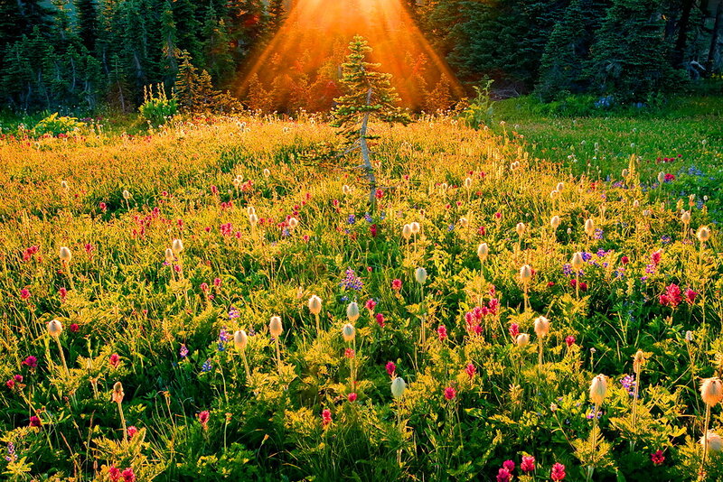 Wildflower Meadow at Sunrise