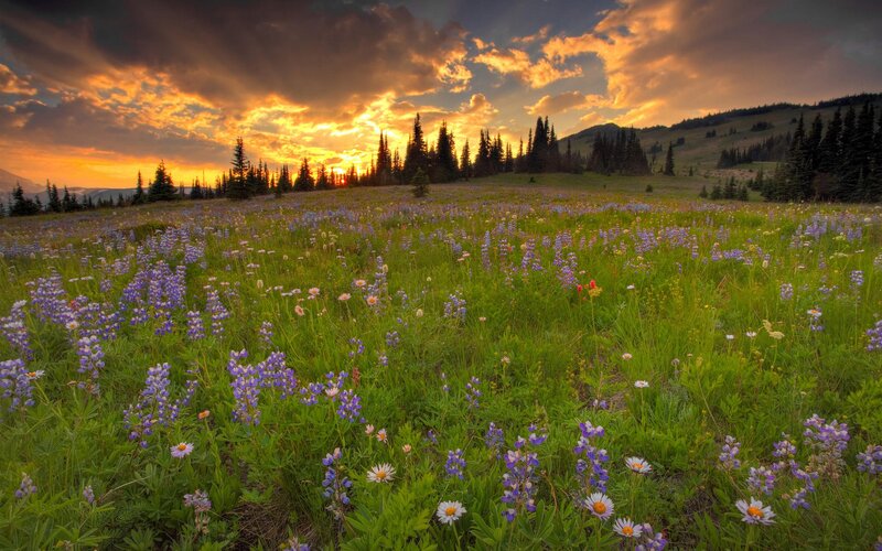 Wildflower Meadow at Sunset — Green