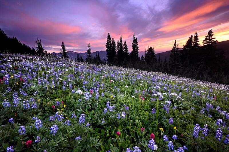 Wildflower Meadow at Sunset — Purple