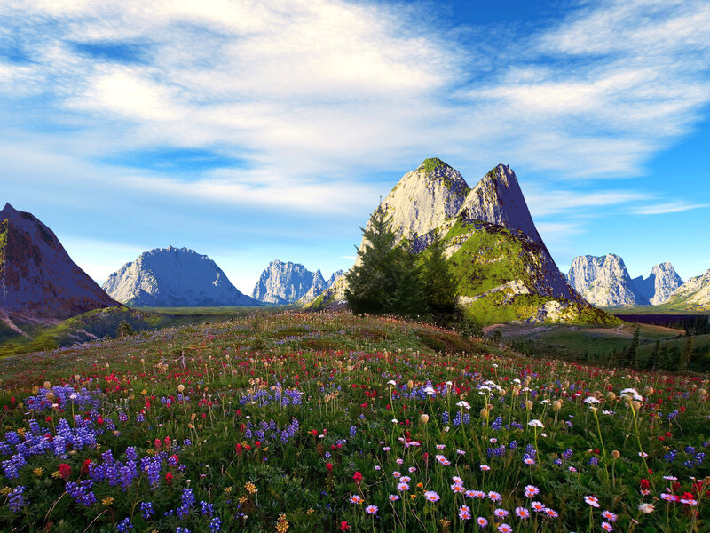 Wildflower Meadow — Blue, Serene, Afternoon