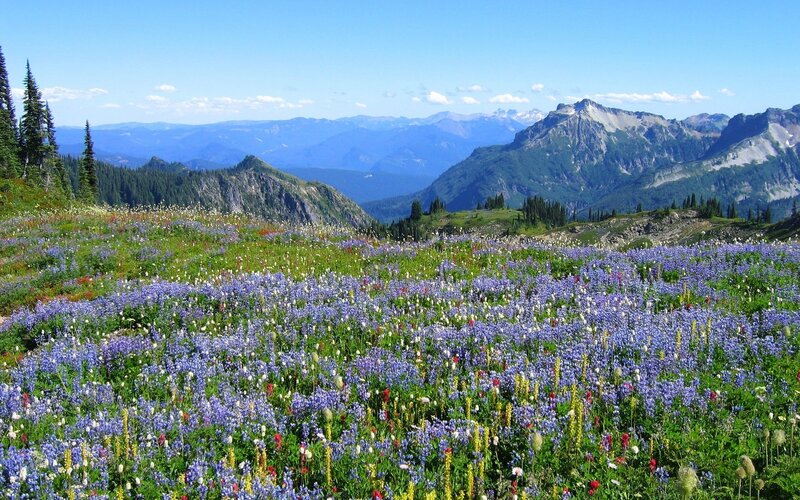 Wildflower Meadow — Blue, Serene, Summer, Photograph