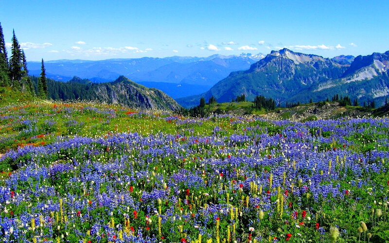 Wildflower Meadow — Blue, Serene, Summer