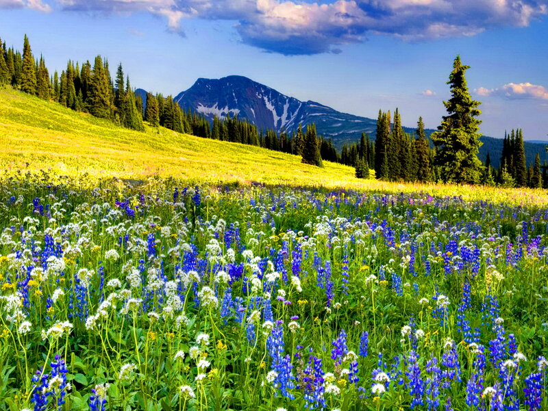 Wildflower Meadow — Blue, Serene