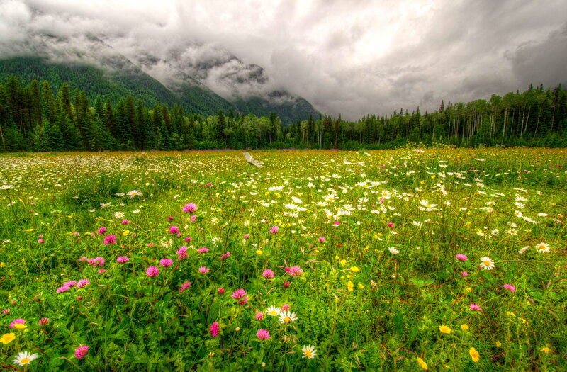 Wildflower Meadow — Green, Dramatic, Spring