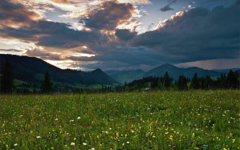 Wildflower Meadow — Green, Dramatic, Sunset