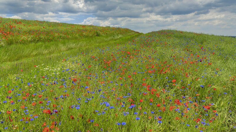 Wildflower Meadow — Green, Serene, Afternoon, Photograph, Flowers
