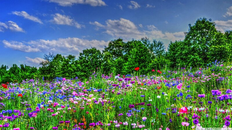 Wildflower Meadow — Green, Serene, Afternoon