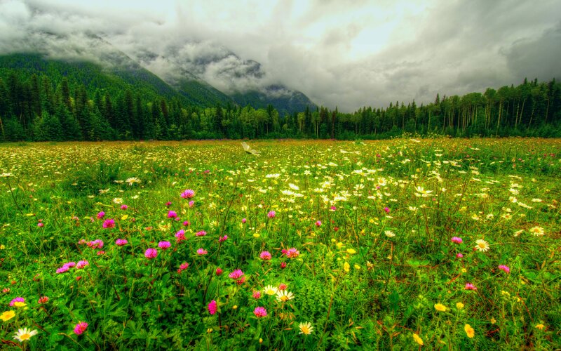 Wildflower Meadow — Green, Serene, Spring, Photograph