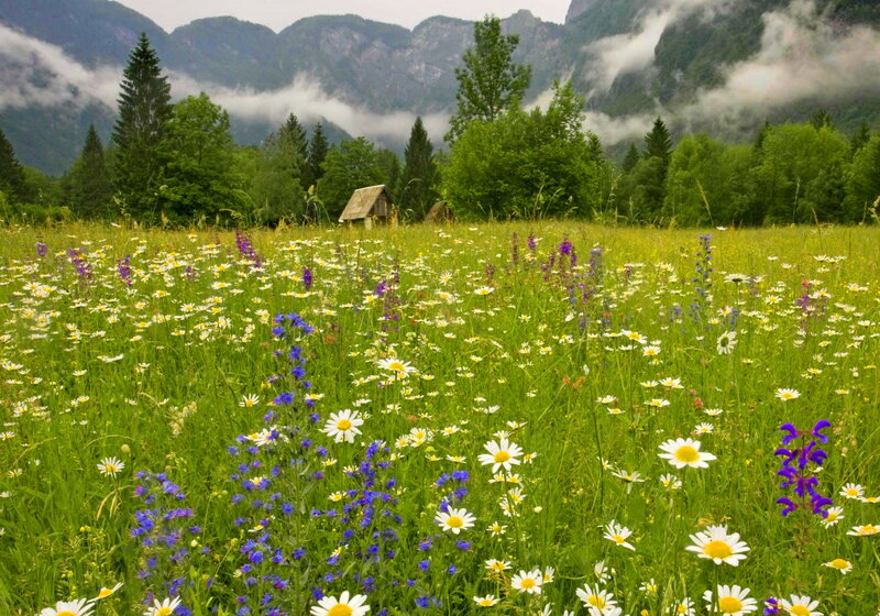 Wildflower Meadow — Green, Serene, Spring