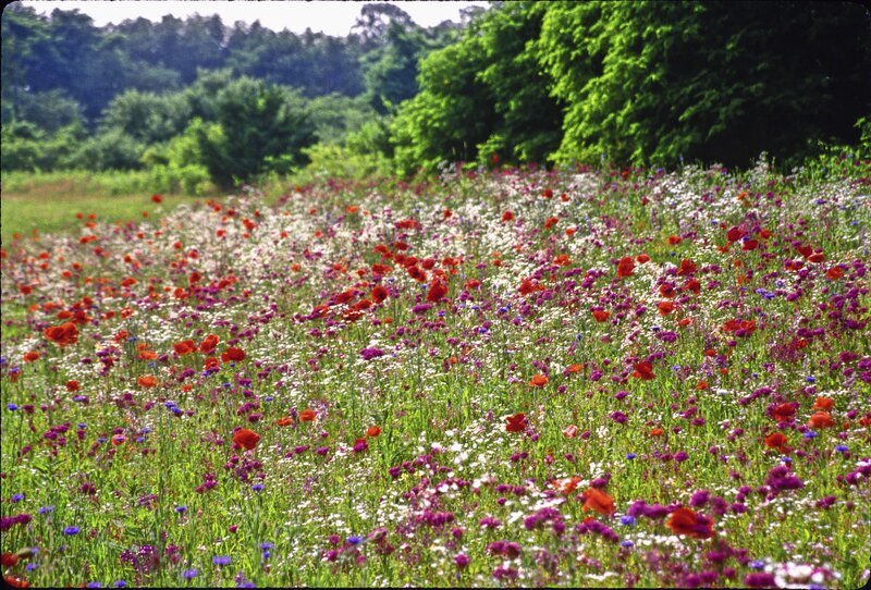 Wildflower Meadow — Green, Serene, Summer, Photograph, Flowers