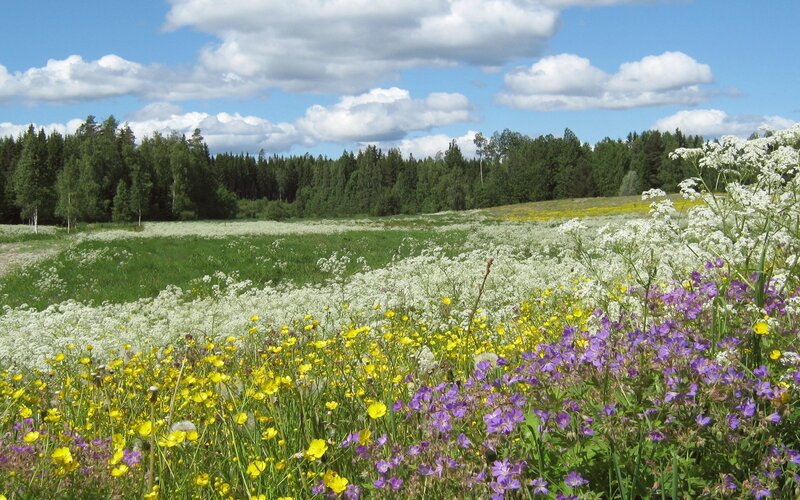 Wildflower Meadow — Green, Serene, Summer, Photograph, Flowers, Trees
