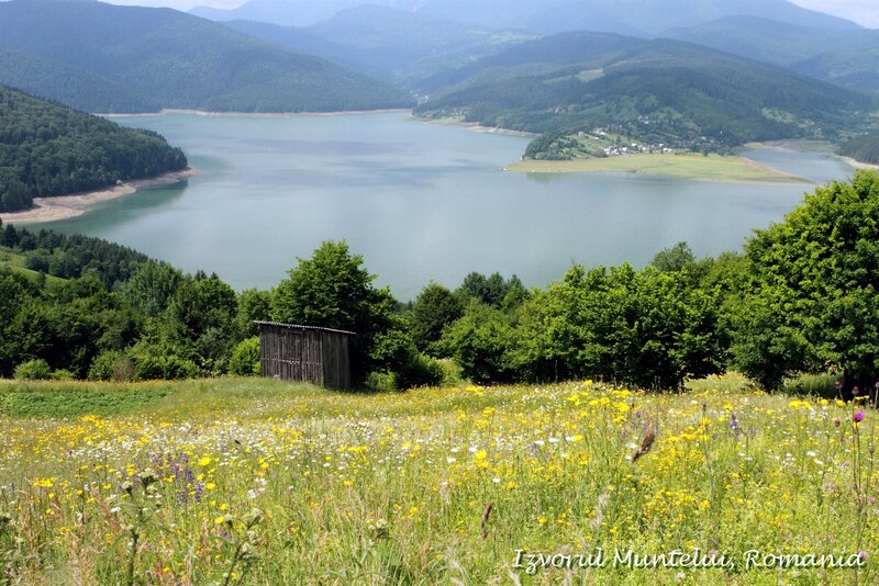 Wildflower Meadow — Green, Serene, Summer, Photograph, Lake