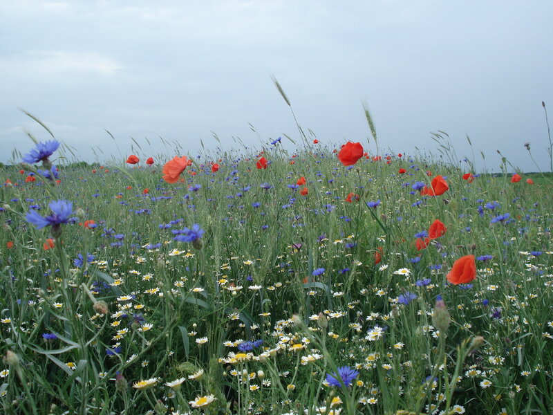 Wildflower Meadow — Green, Serene, Summer, Photograph, Poppies