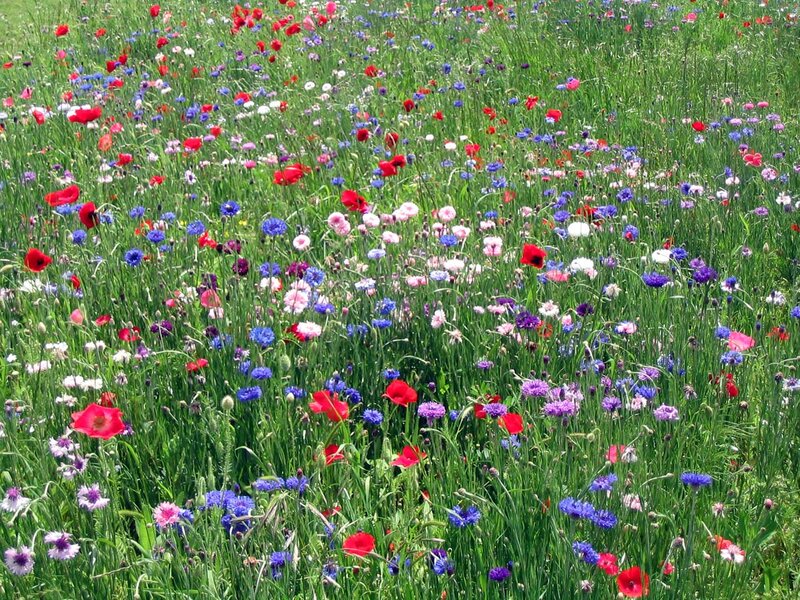 Wildflower Meadow — Green, Serene, Summer, Photograph