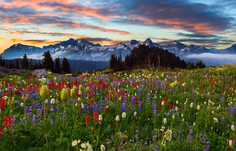Wildflower Meadow — Green, Serene, Sunrise