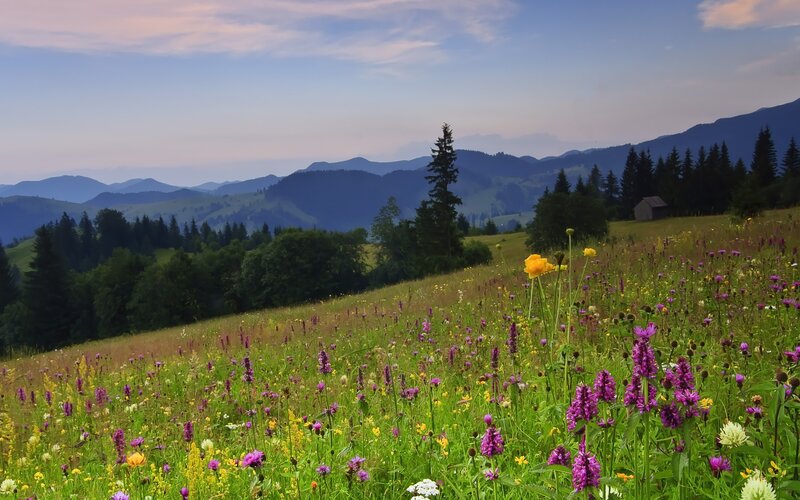 Wildflower Meadow — Green, Serene, Sunset