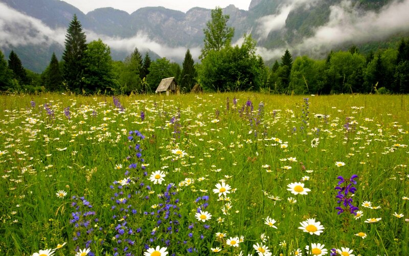 Wildflower Meadow — Green