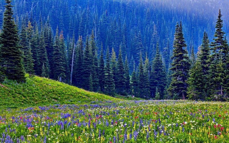 Wildflower Meadow in Forest
