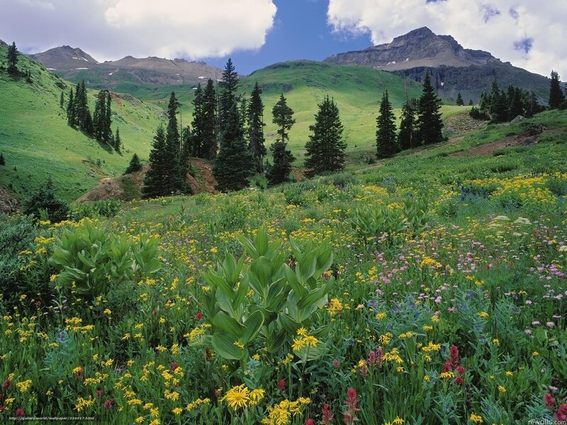 Wildflower Meadow in Mountains — Green, Serene, Summer