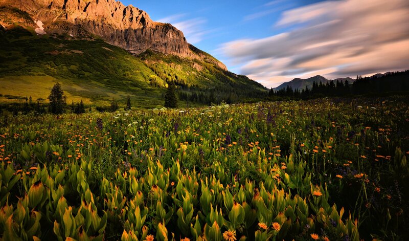 Wildflower Meadow in Mountains — Green, Serene, Sunset, Photograph
