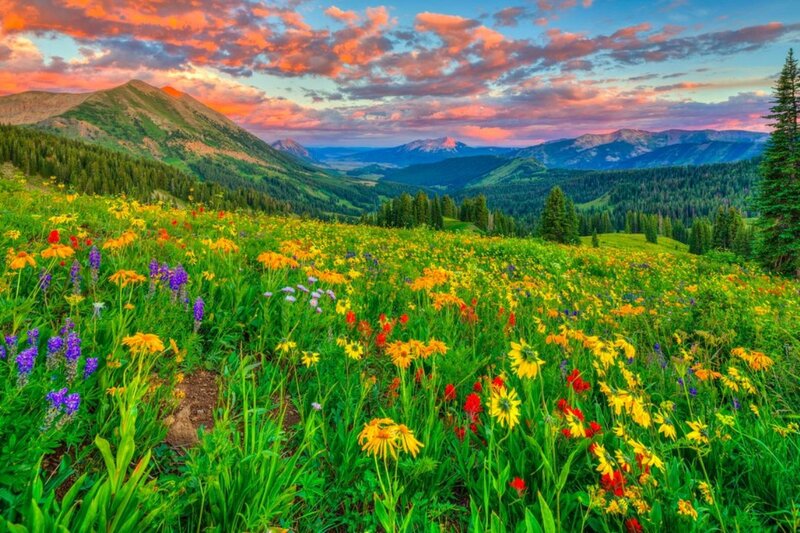 Wildflower Meadow in Mountains — Green, Serene, Sunset