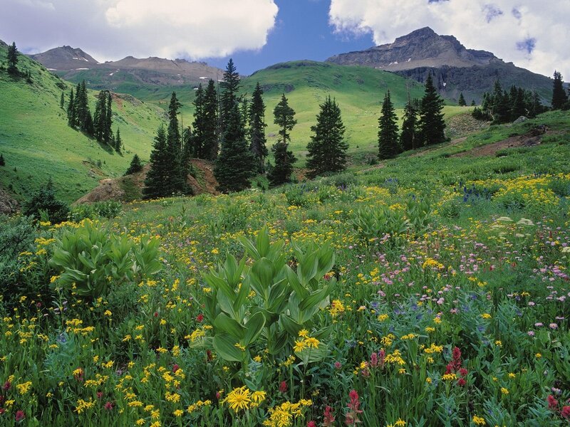 Wildflower Meadow in Mountains — Green, Serene