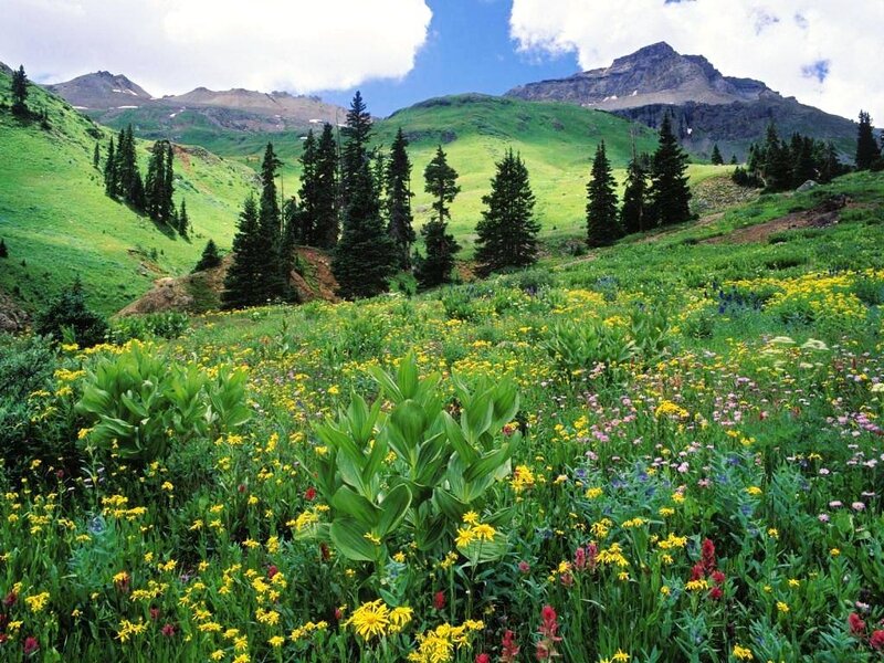 Wildflower Meadow in Mountains — Green