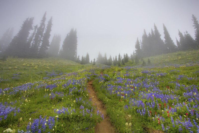 Wildflower Meadow Path — Blue, Misty