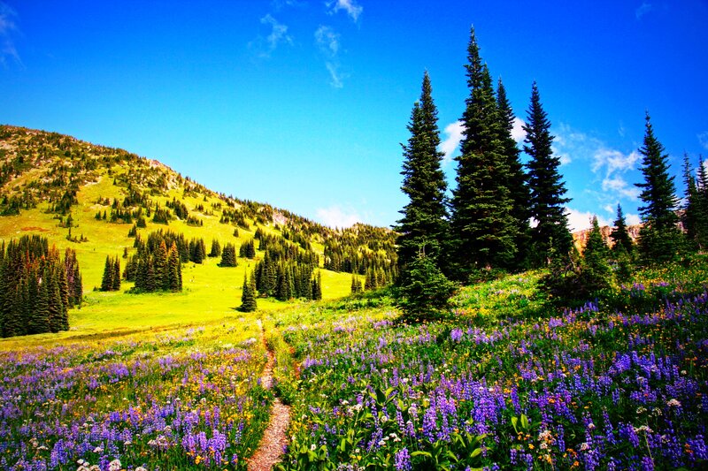 Wildflower Meadow Path — Blue, Serene