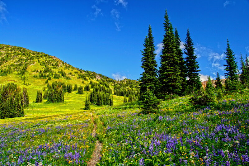 Wildflower Meadow Path — Blue