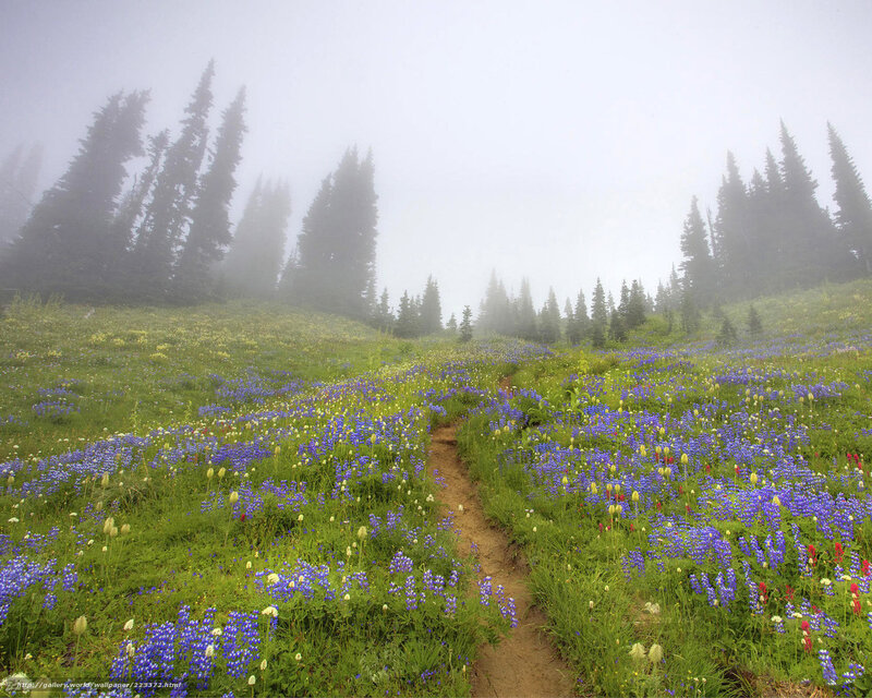 Wildflower Meadow Path — Green, Serene