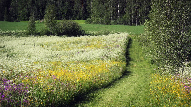 Wildflower Meadow Path — Green