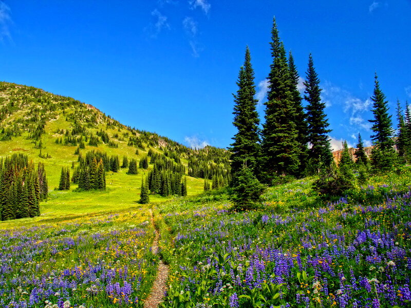 Wildflower Meadow Path