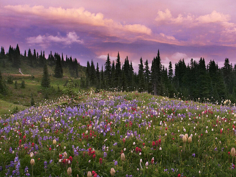 Wildflower Meadow — Purple