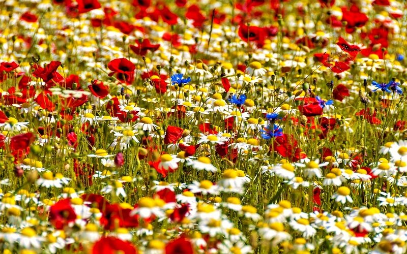 Wildflower Meadow — Red
