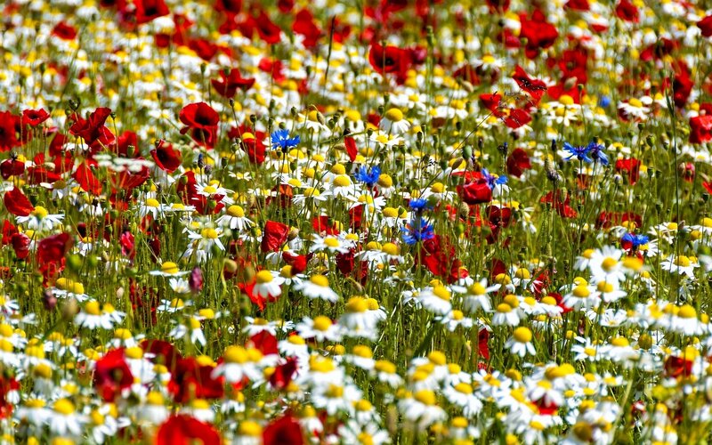 Wildflower Meadow — Red, Vibrant