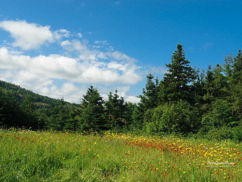 Wildflower Meadow