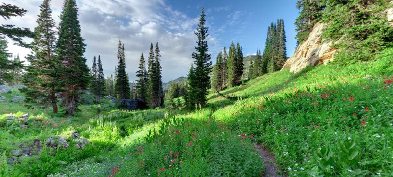 Wildflower Meadow Trail