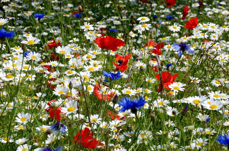 Wildflower Meadow — White