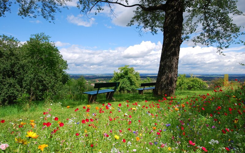 Wildflower Meadow with Benches — Green, Serene