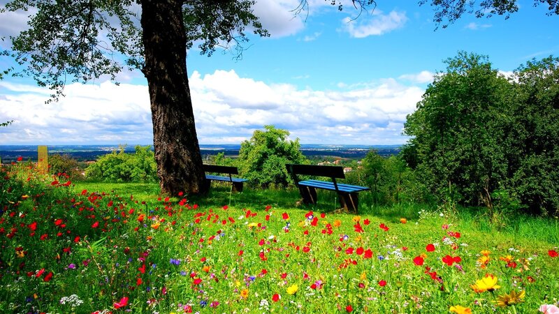 Wildflower Meadow with Benches — Green