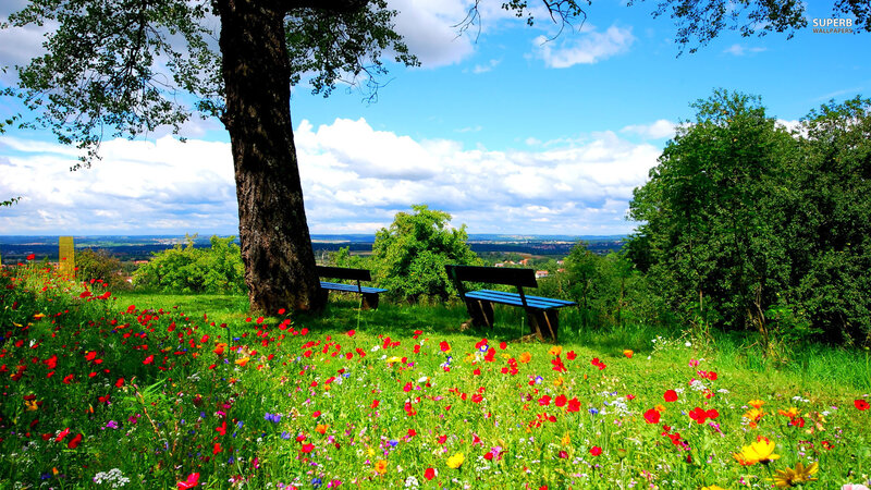 Wildflower Meadow with Benches