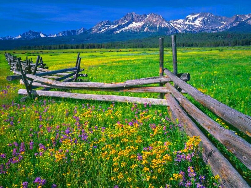Wildflower Meadow with Fence