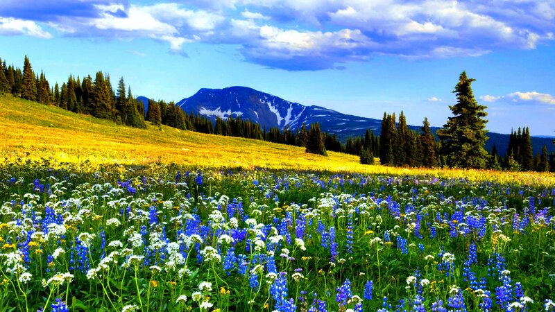 Wildflower Meadow with Mountain — Blue