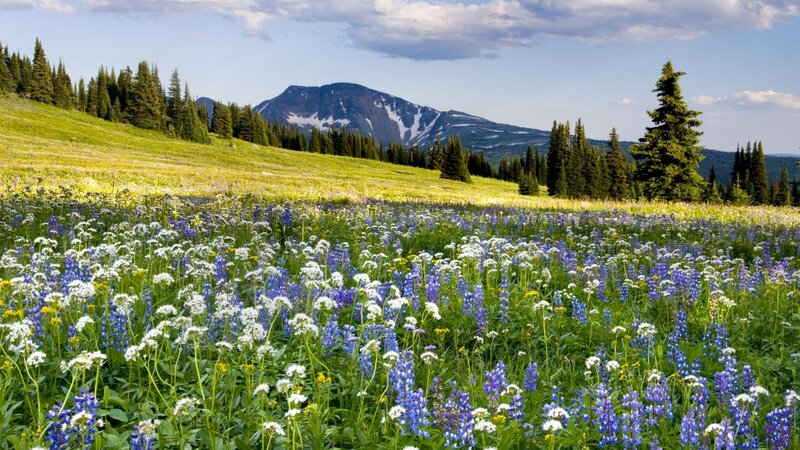 Wildflower Meadow with Mountain — Green, Serene
