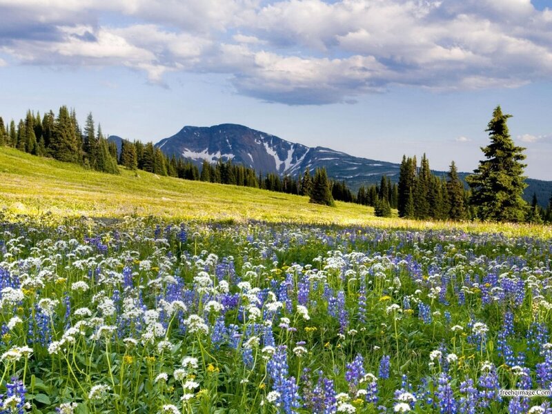 Wildflower Meadow with Mountain — Green