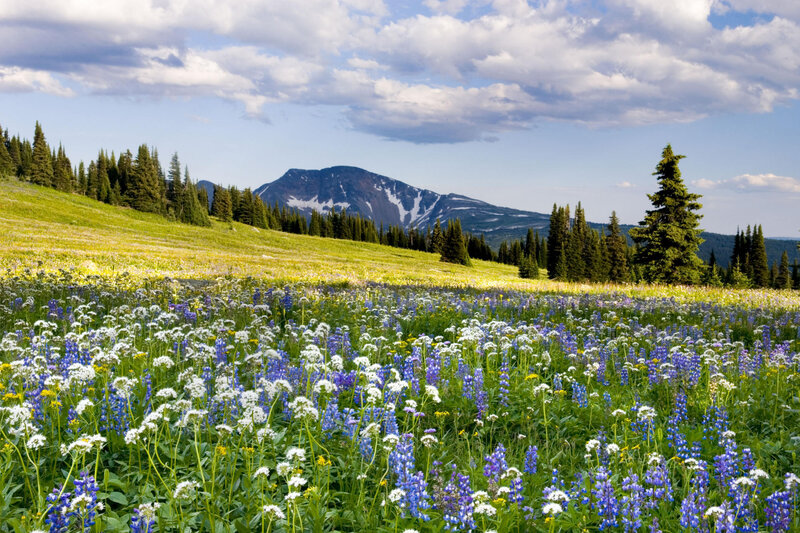 Wildflower Meadow with Mountain