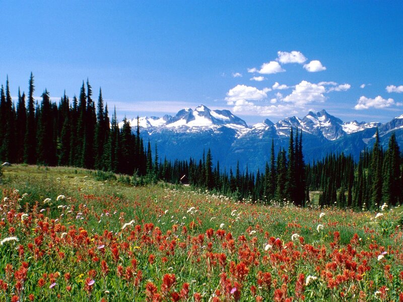 Wildflower Meadow with Mountains