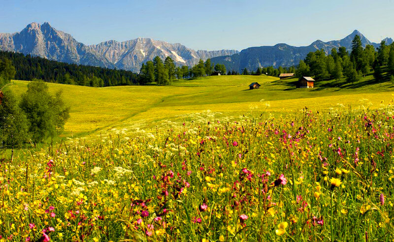Wildflower Meadow — Yellow, Serene